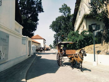 Horse cart on street against house