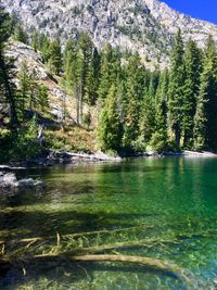 Scenic view of lake in forest