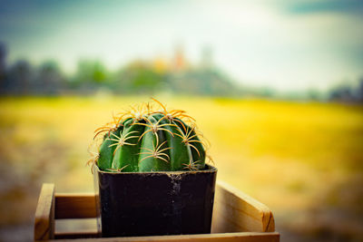 Close-up of potted plant