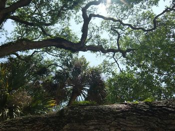 Low angle view of trees against sky