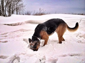 Dog sniffing in snow