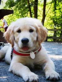 Close-up portrait of dog sitting outdoors
