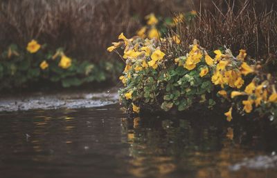 Close-up of yellow flowering plant