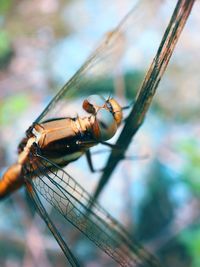 Close-up of dragonfly on twig