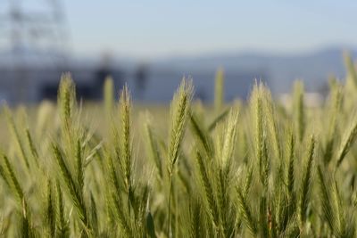 Close-up of wheat field