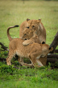 Lioness watches lion cubs playing beside logs