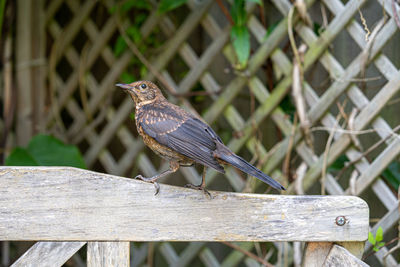 Close up of juvenile young blackbird brown feathers perched on wooden surround in summer sun