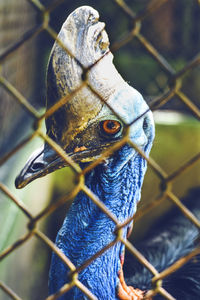 Close-up of parrot on chainlink fence