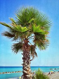 Palm trees on beach