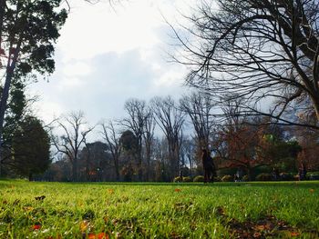 Plants growing on field against sky