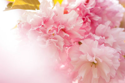 Close-up of fresh pink flowers