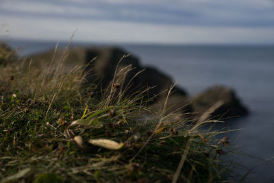 Close-up of grass on beach