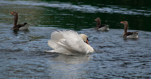 High angle view of large mute swan swans  cygnets swimming in lake with reflection