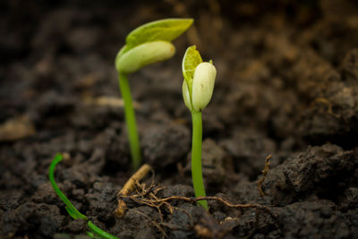 Close-up of young plant growing in farm