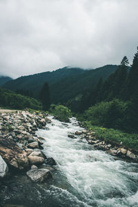 Scenic view of river amidst trees against sky