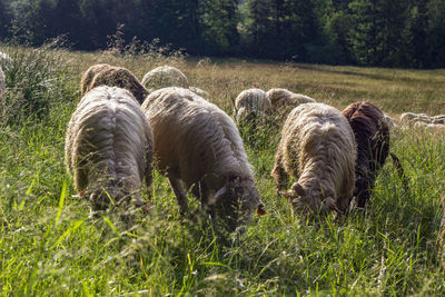 Sheep grazing in a field