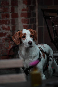 Portrait of dog by wall