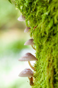 Close-up of mushroom growing on plant