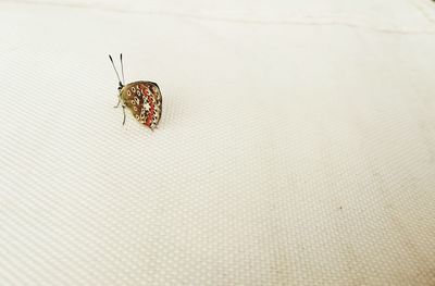 High angle view of butterfly on table