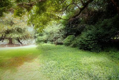 Scenic view of grassy field