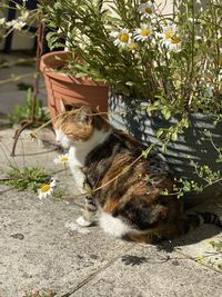 Cat looking at flower plants