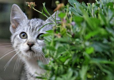 Close-up of cat