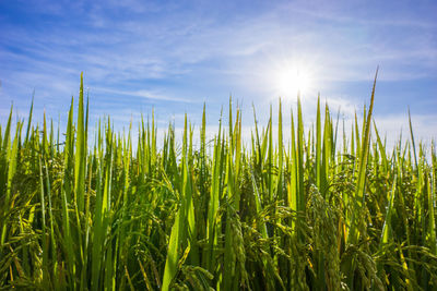 Crops growing on field against sky