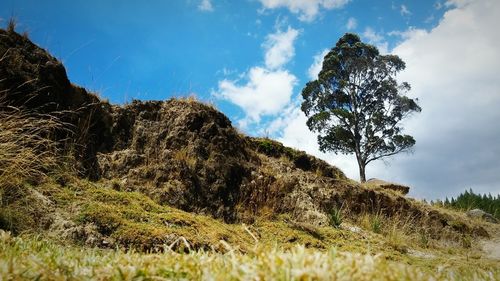 Low angle view of tree on hill against sky