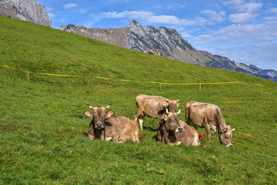 Cows grazing on field against sky