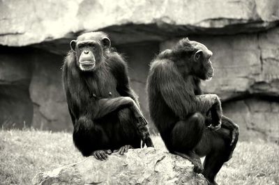 Monkey sitting in zoo