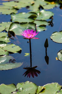 Close-up of water lily in lake