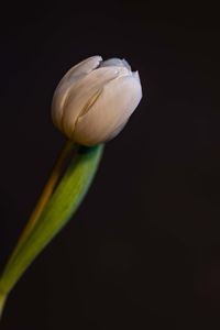 Close-up of white flower