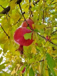 Close-up of red berries growing on tree