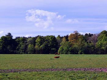 Trees on field against sky