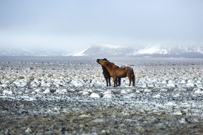 Two icelandic horses in snowy winter landscape