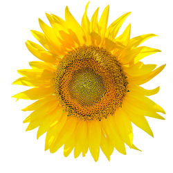 Close-up of sunflower against yellow background