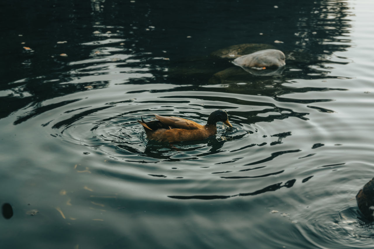 HIGH ANGLE VIEW OF DUCK IN LAKE