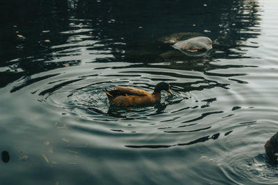 High angle view of duck swimming in lake