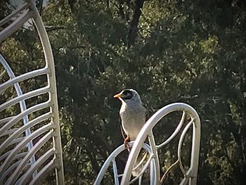 Close-up of bird perching on tree