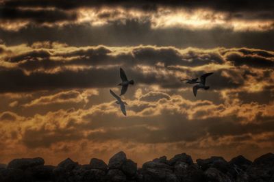 Birds flying against sky during sunset