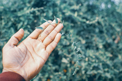 Close-up of hand holding plant