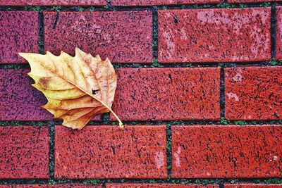 High angle view of autumn leaf on wet brick footpath