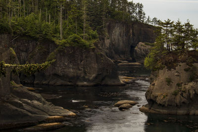 Scenic view of waterfall in forest