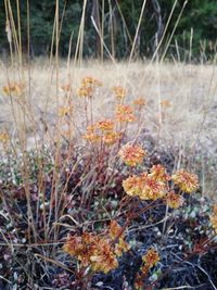 Close-up of plants against blurred background