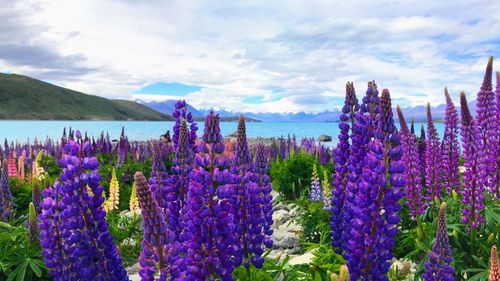 Purple flowering plants on land against sky