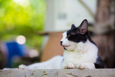 Close-up of cat sitting outdoors