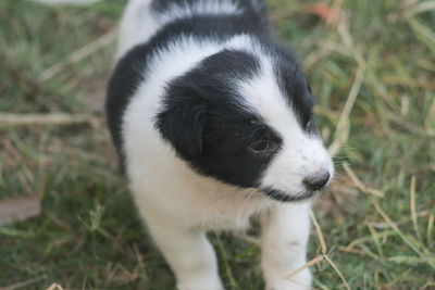 Close-up of puppy on field