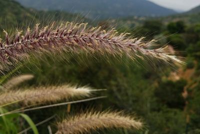 Close-up of plant against sky