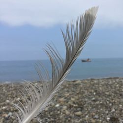 Close-up of plant on beach against sky