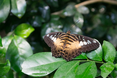 Close up of butterfly on leaf